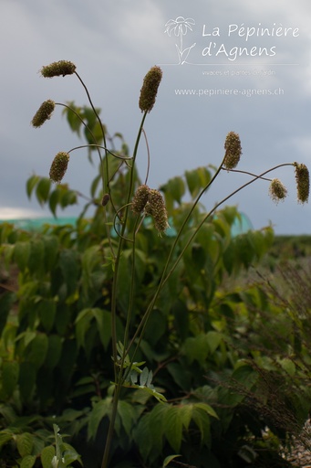 Sanguisorba armena