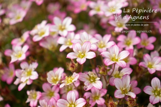 Saxifraga arendsii (x) 'Pixie'