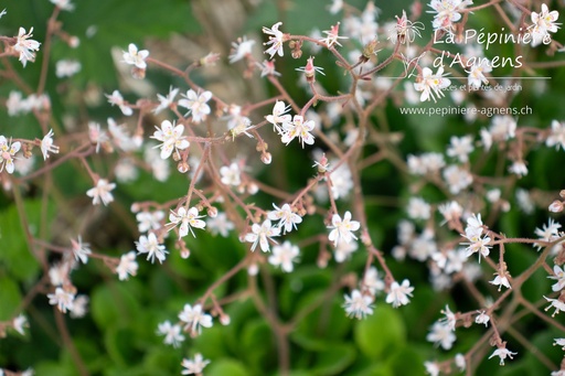 Saxifraga urbium (x)