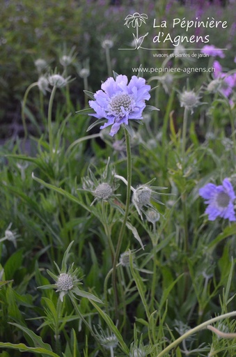 Scabiosa caucasica 'Perfecta'