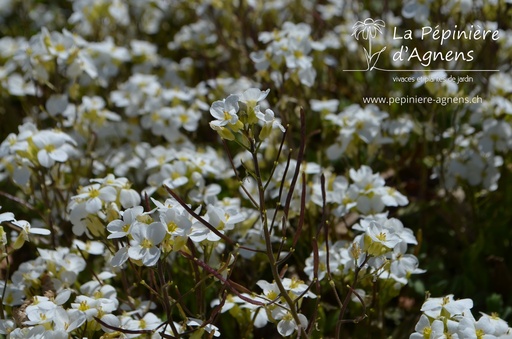 Arabis caucasica 'Compacta Schneeball'