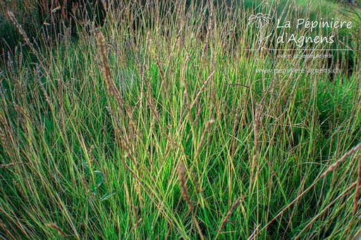 Sesleria autumnalis